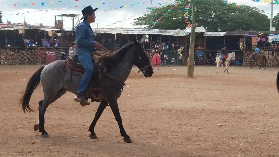 Caballos Feria Tradicional Homún