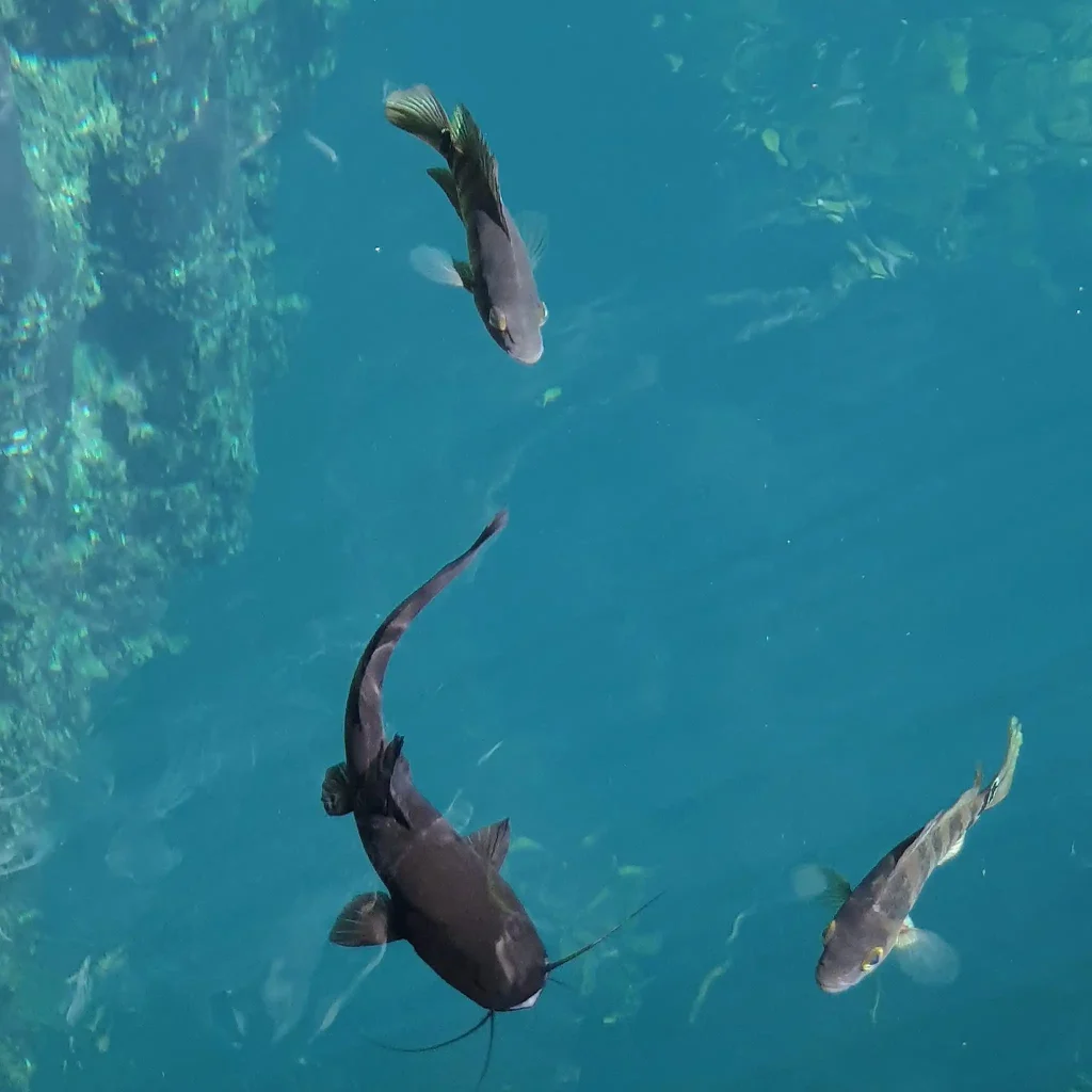 peces en Cenote